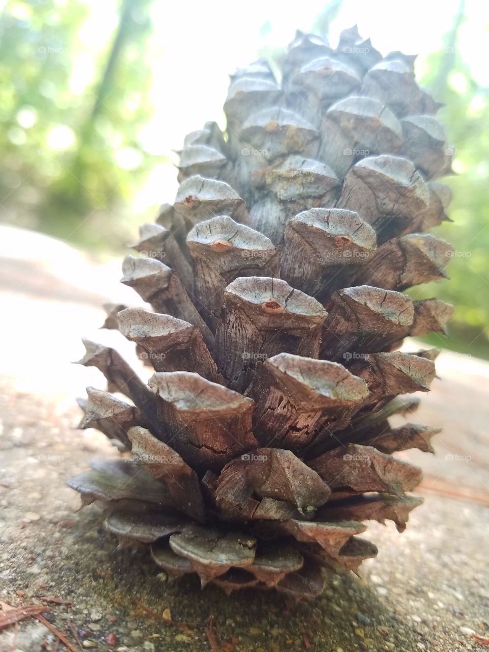 Pinecone Forrest