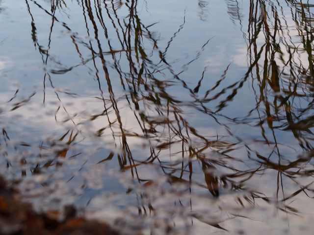 Reeds reflection