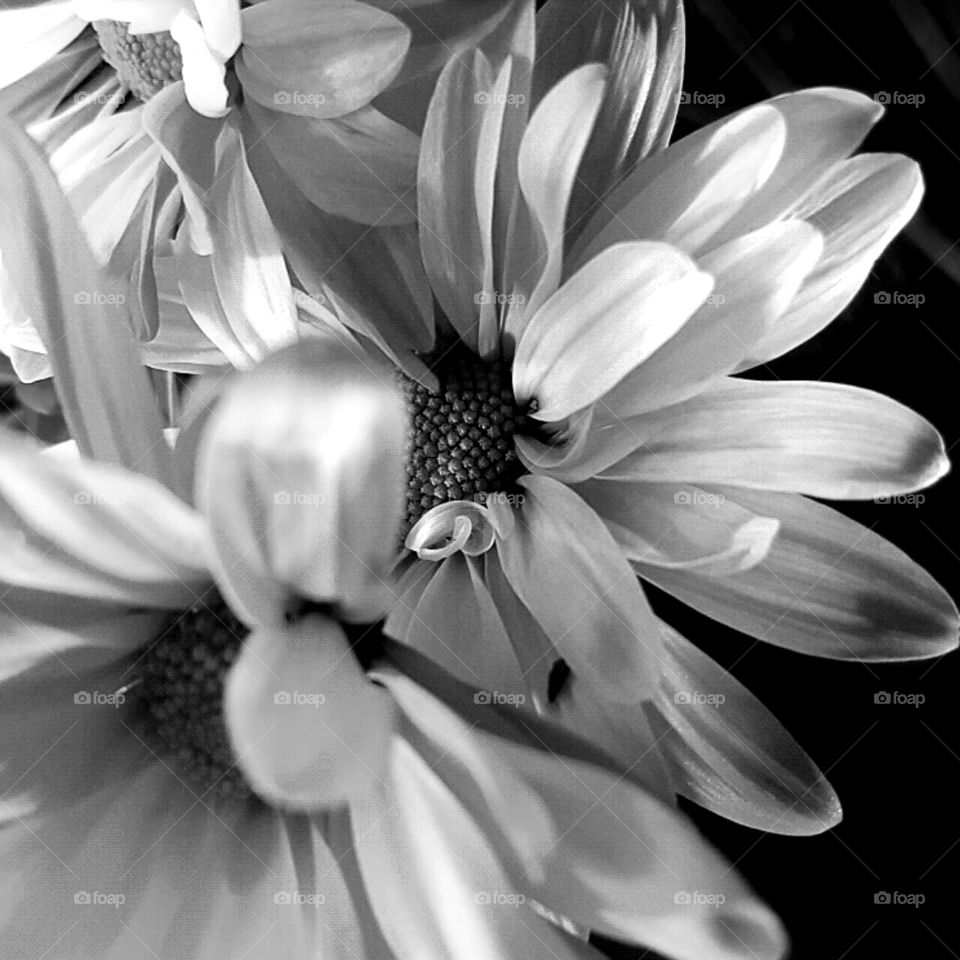 Flower, Monochrome, Nature, Flora, Garden