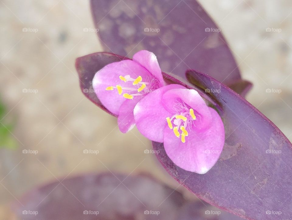 Lilly pink flower seasonal fresh shurb looks very beautiful generally found everywhere