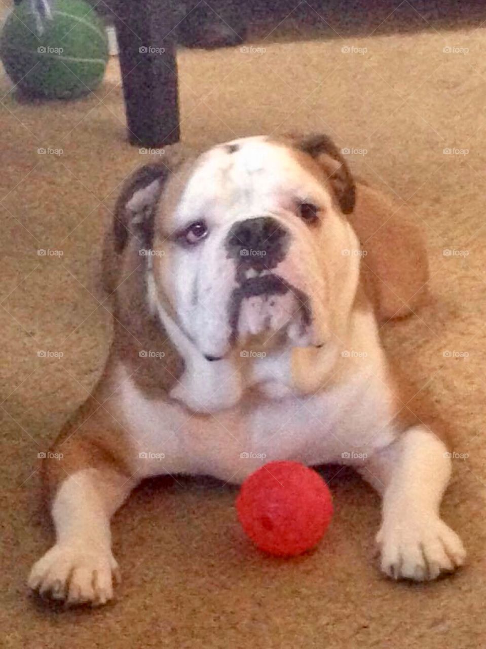 English bulldog puppy 