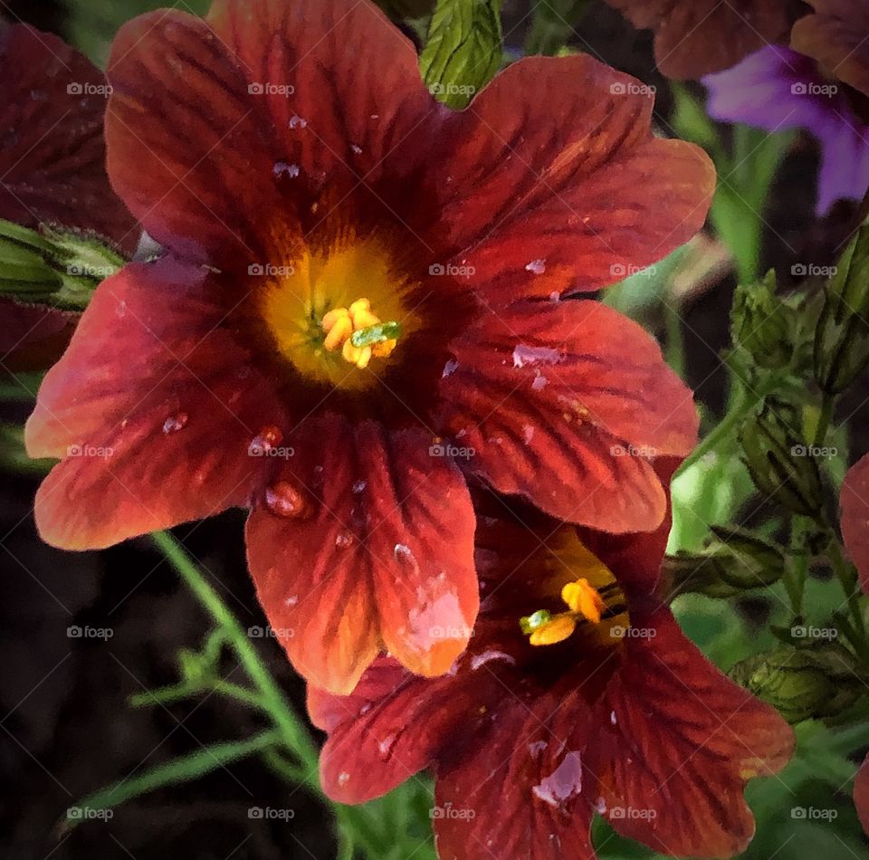 Brick red painted tongue 