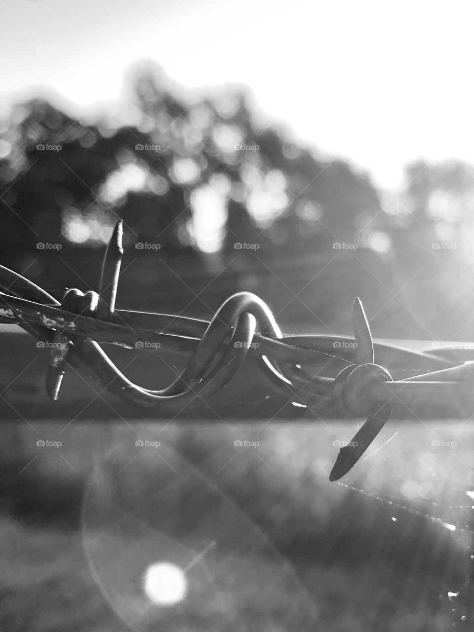 Closeup of barbed wire with sun flare against a blurred field and trees in a rural area in monochrome