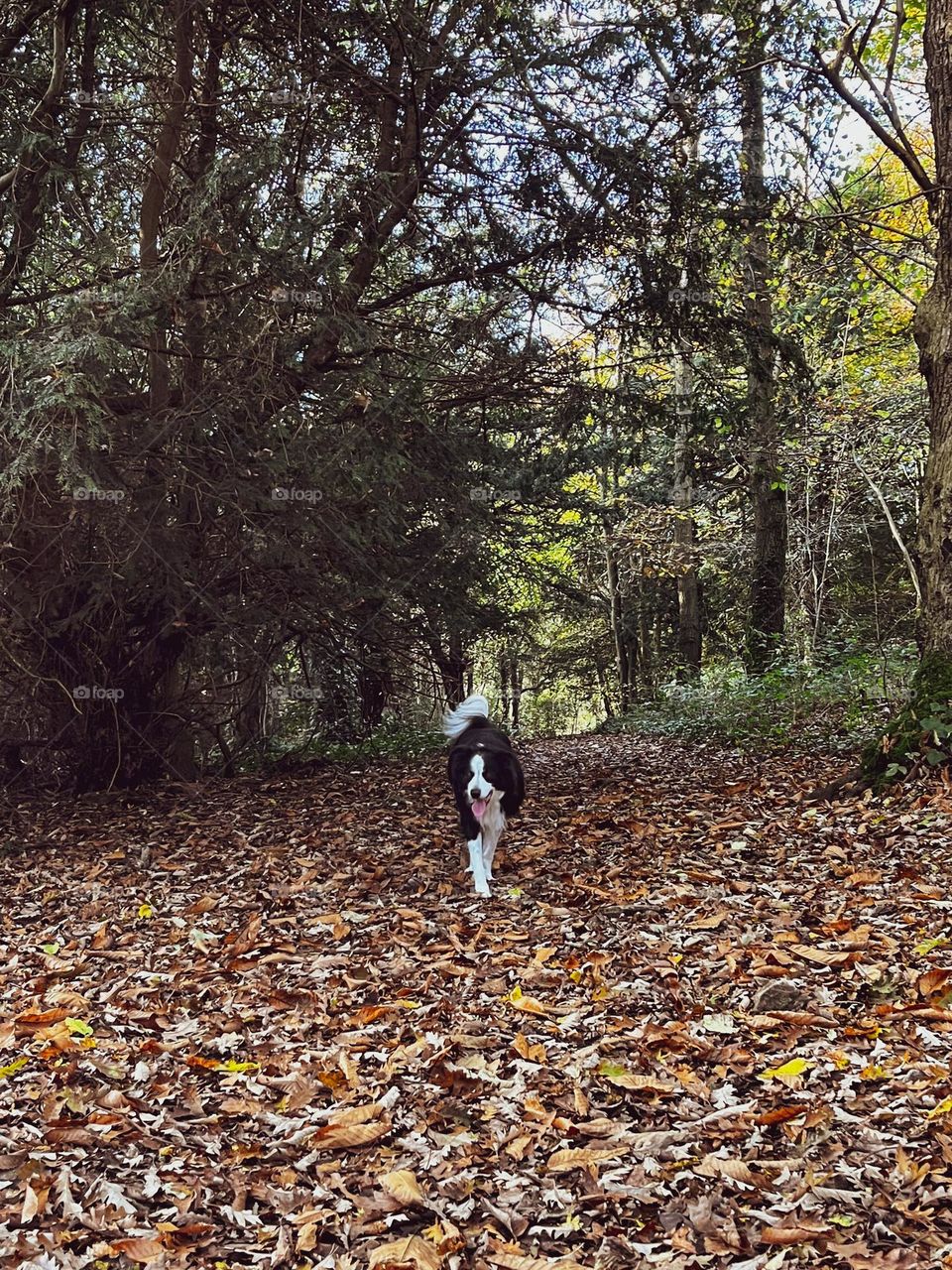 Border collie in autumn leaves