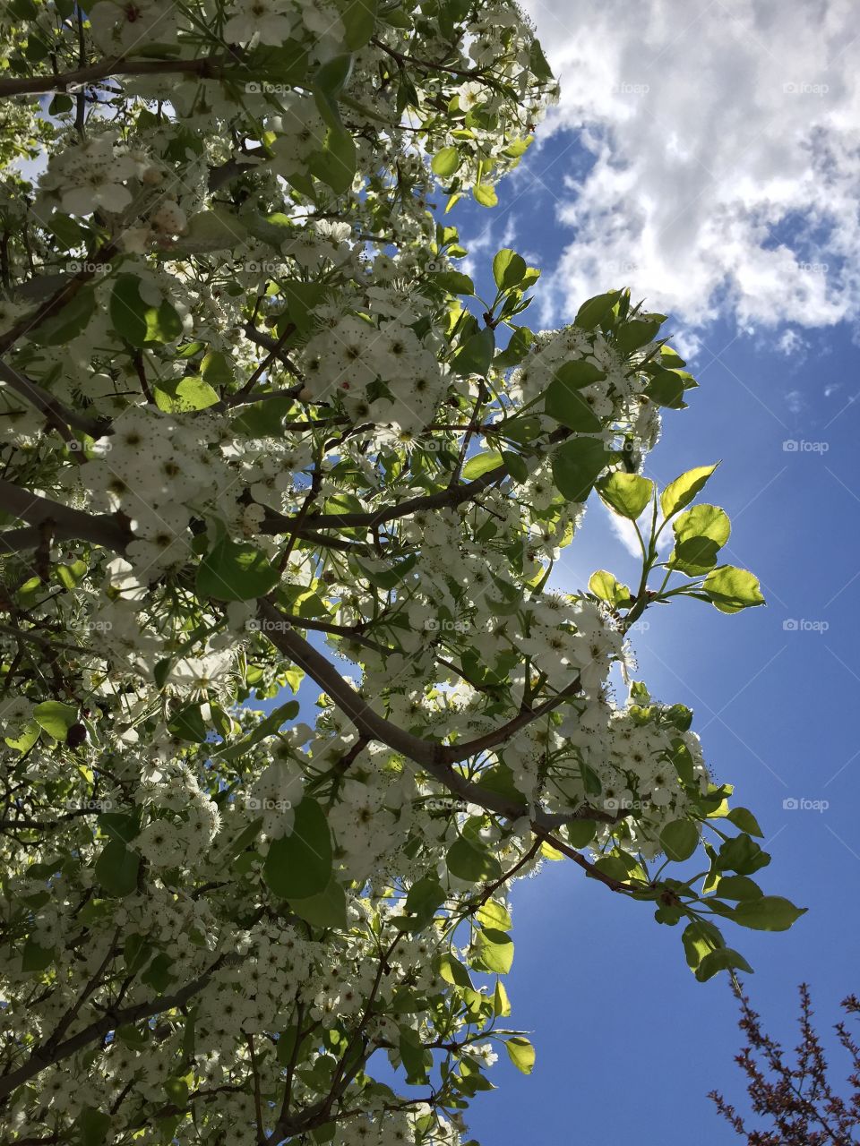 White Cherry Blossom Tree against The Blue Sky