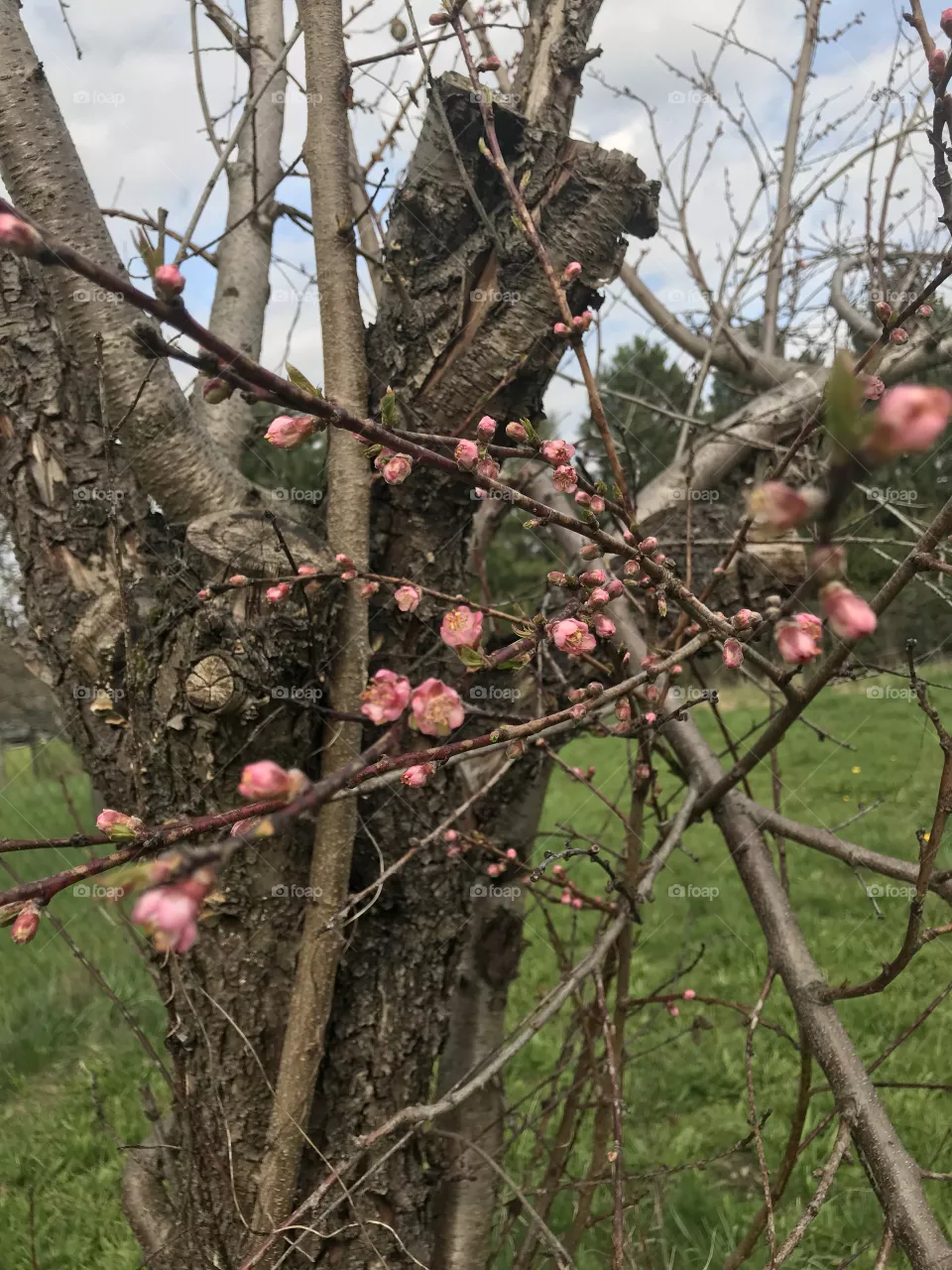 Spring tree