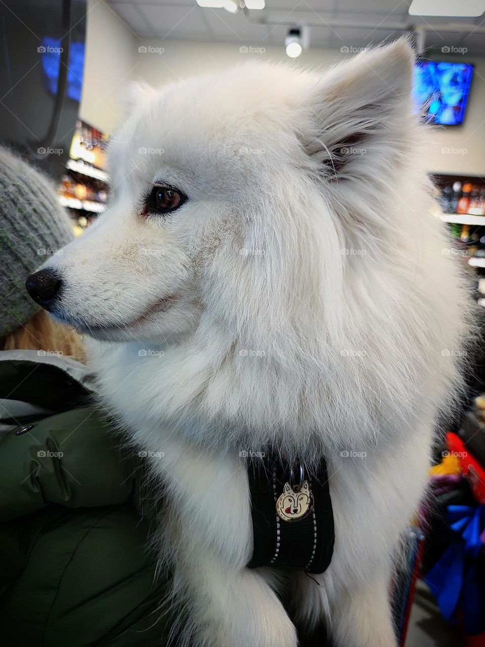 Owners and their dogs. In the shop. A large white breed "Samoyed" dog sits on a woman's shoulder.