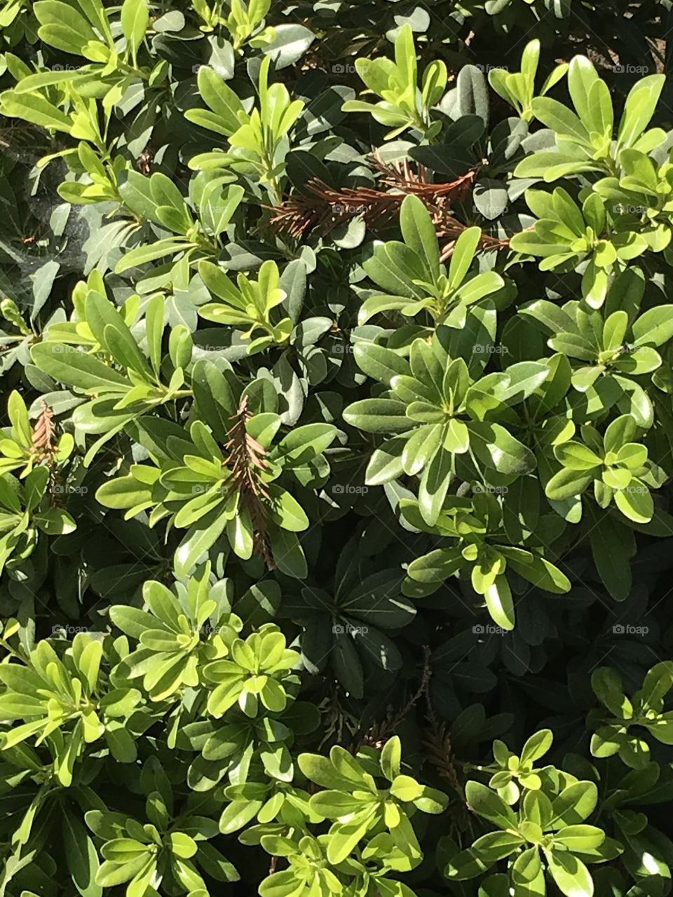 Green plants. It looks like a jungle with numerous plants altogether.