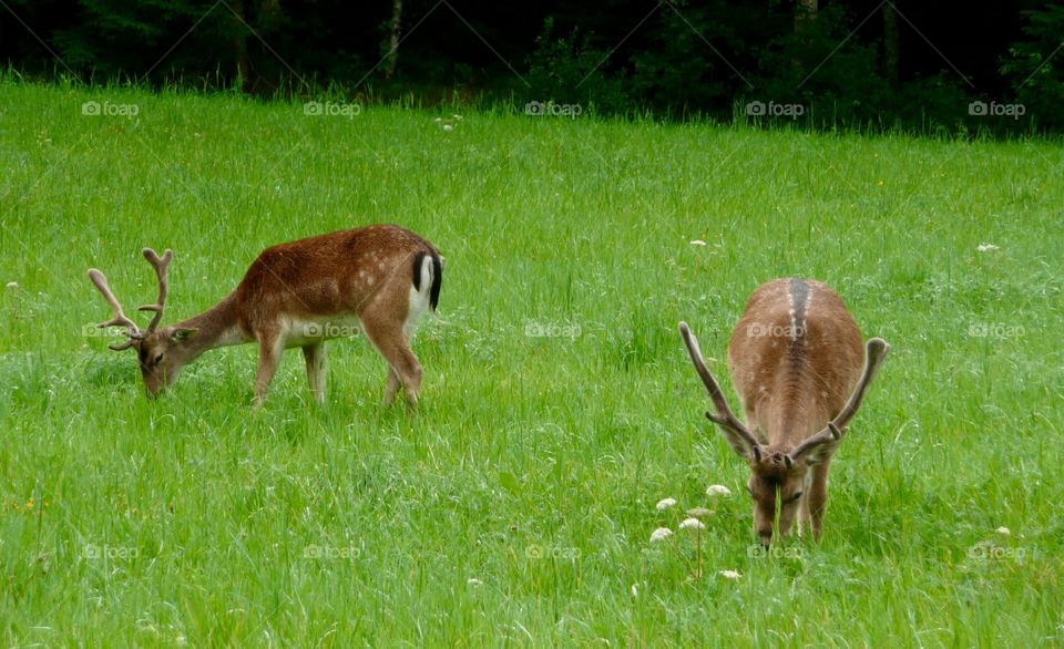 Dears in the field eating grass