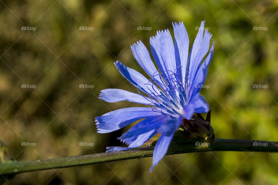 Chicory (coffee substitute)