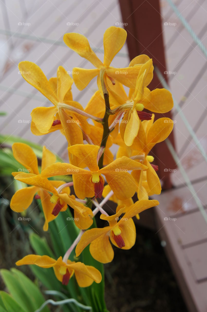 flower yellow Brunei. flower yellow brunei Darussalam