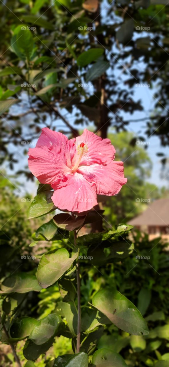 Beautiful pink flower