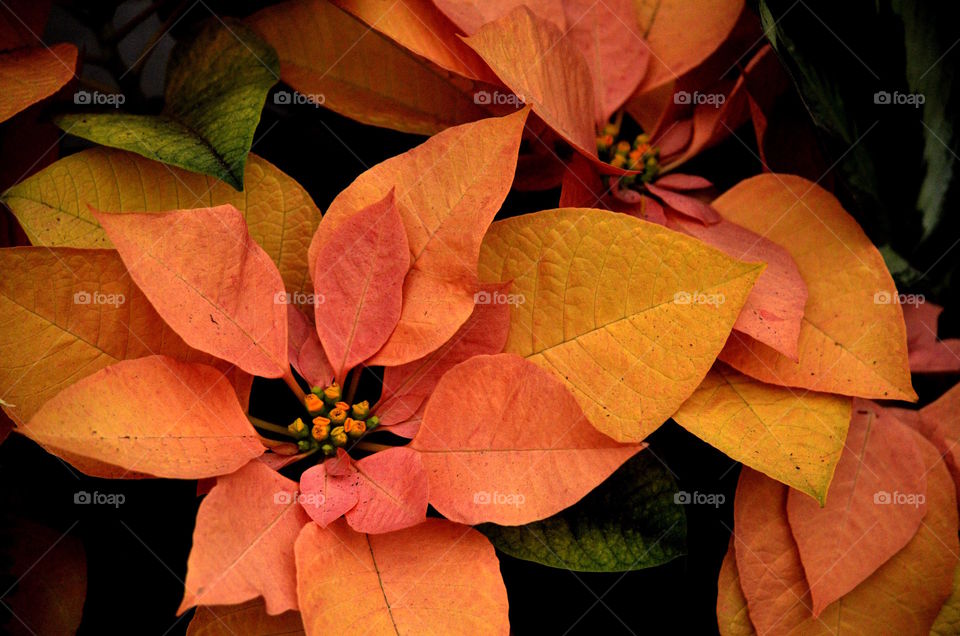 Poinsettia