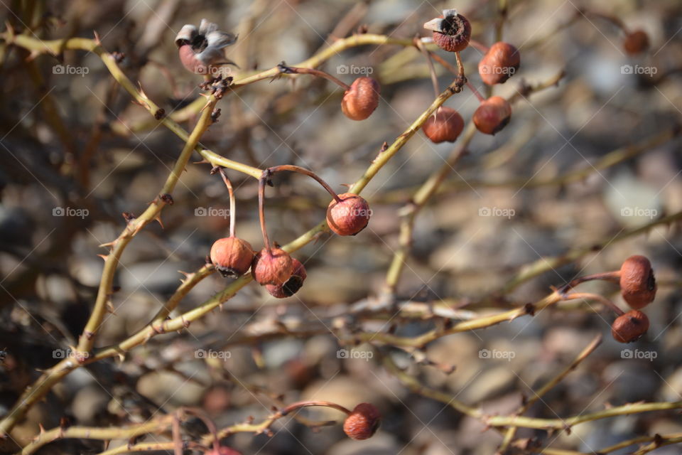 Dried Berries