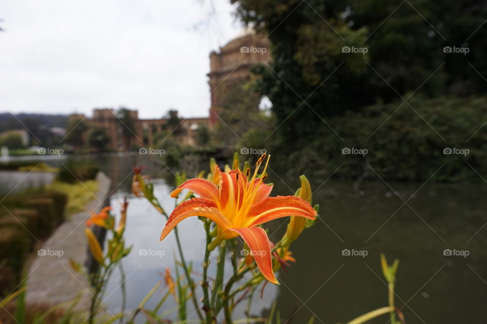 macro shot of a flower at palace of fine arts in san francisco