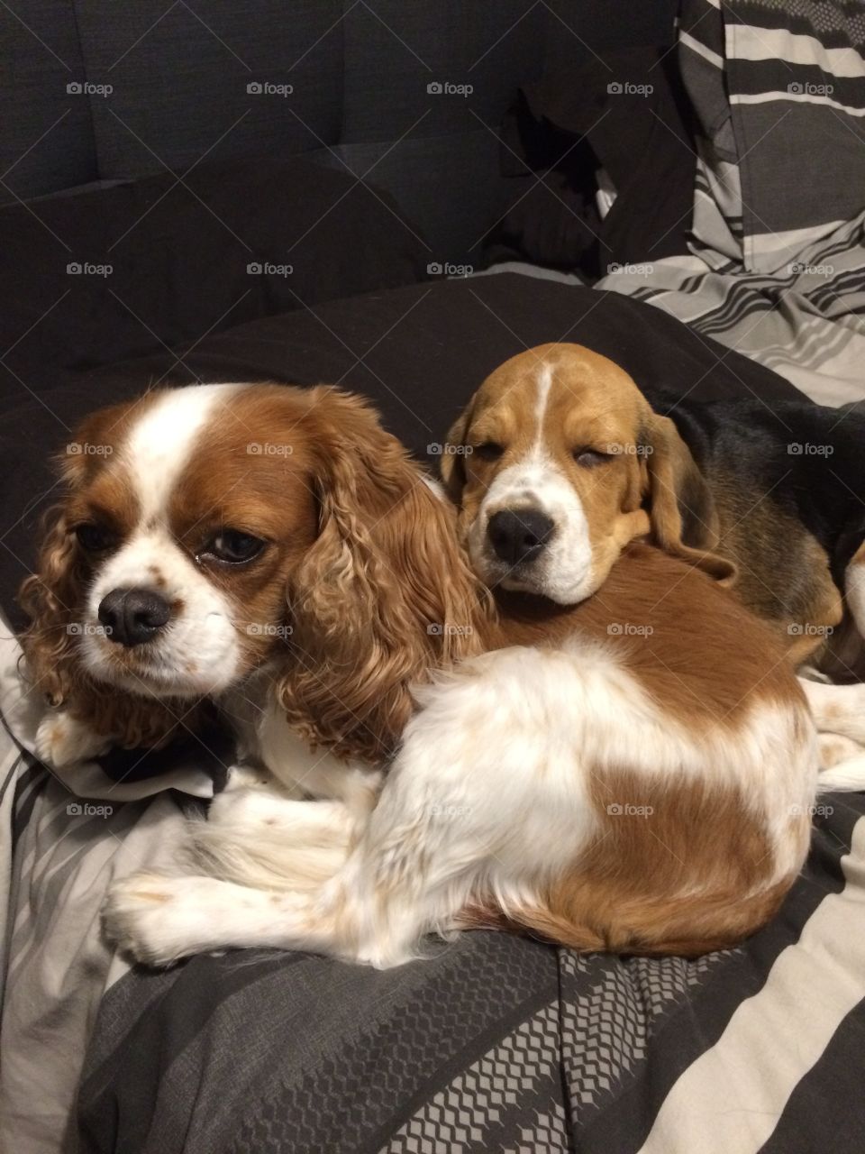 Sleeping dogs. Chevalier King Charles and beagle puppy 