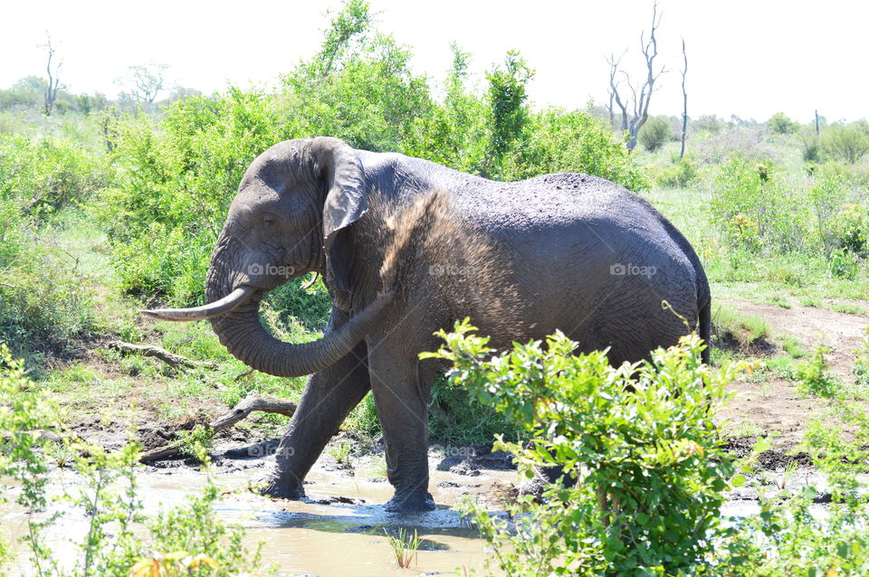 African Elephant Kruger national park South Africa