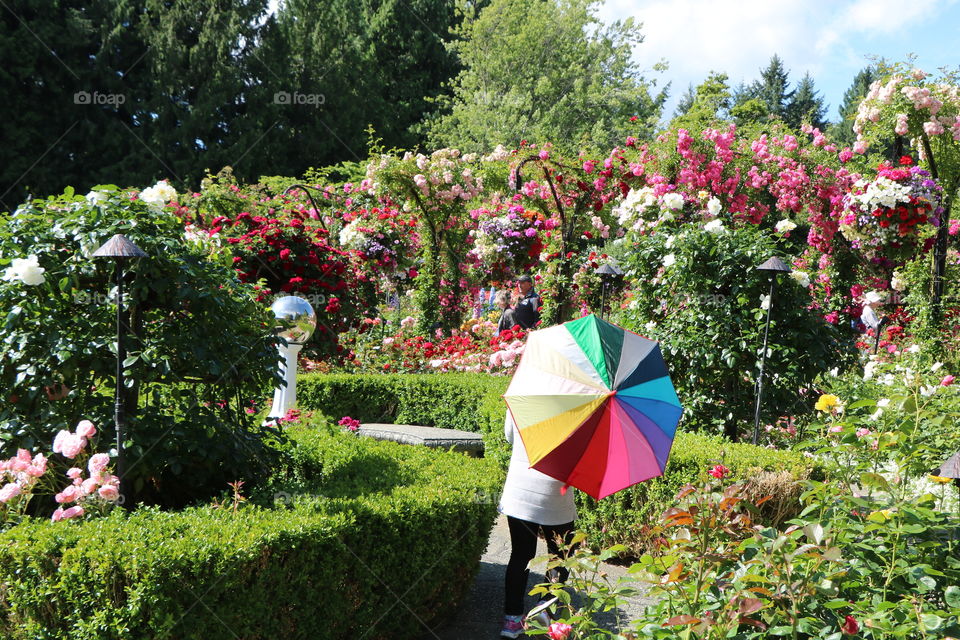 Woman with a colorful umbrella in a garden with colorful flowers 