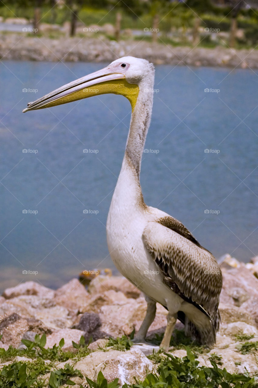 Great White Pelican