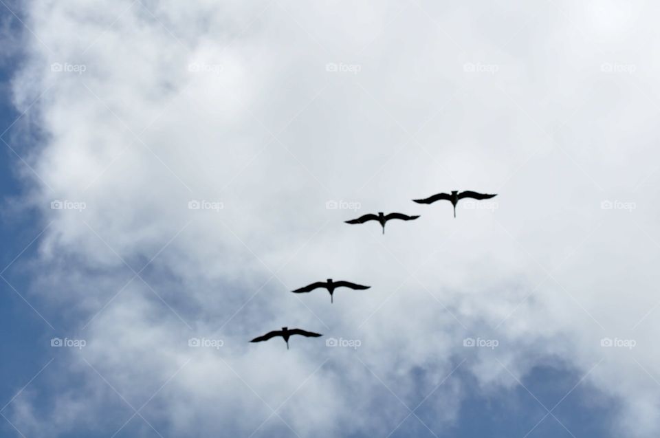 Flying seagulls