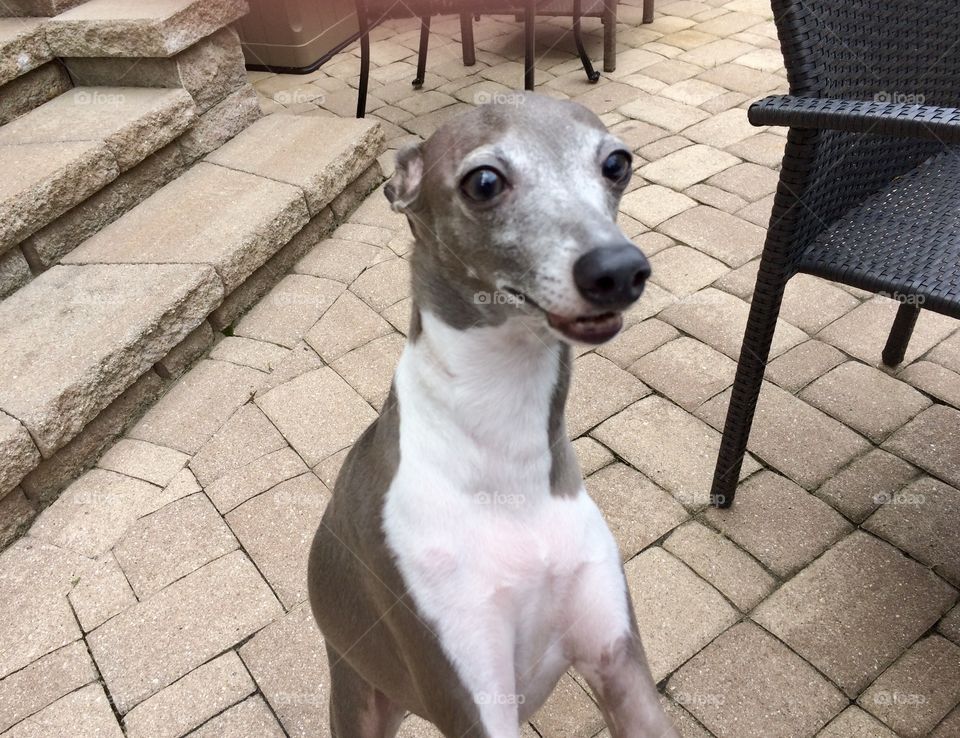 Friendly Greyhound