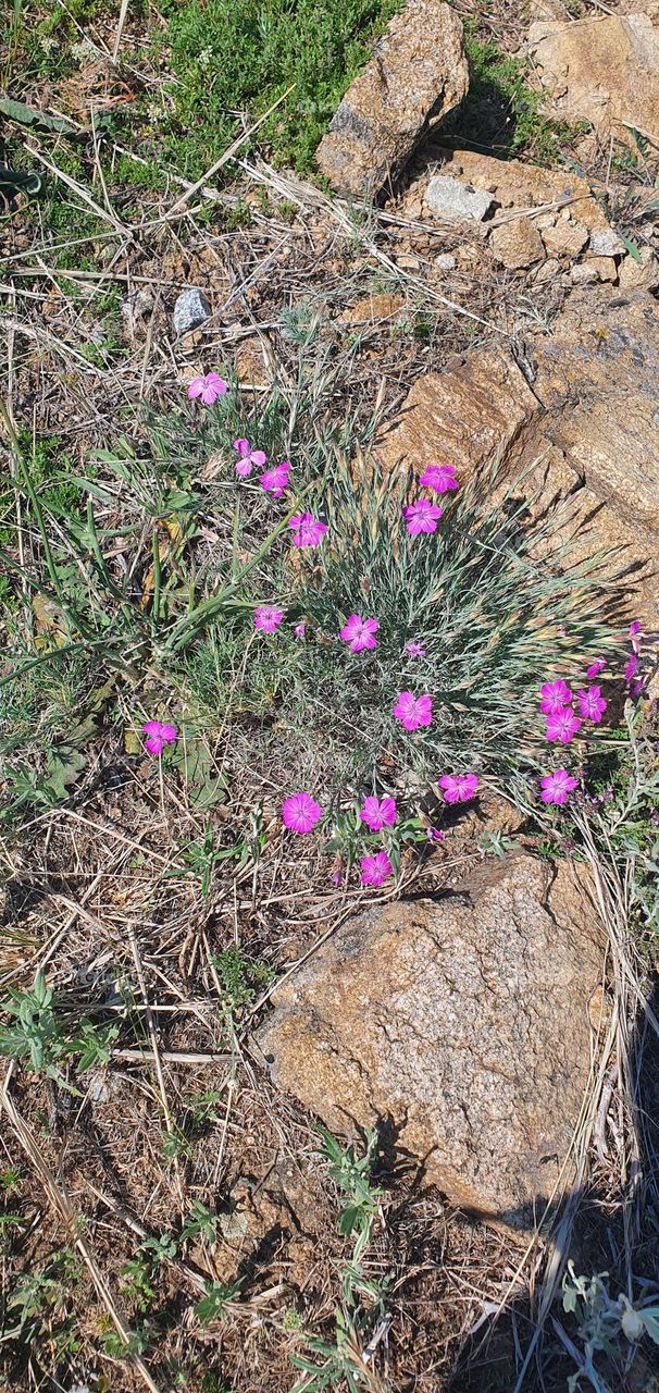 Vey pink flowers