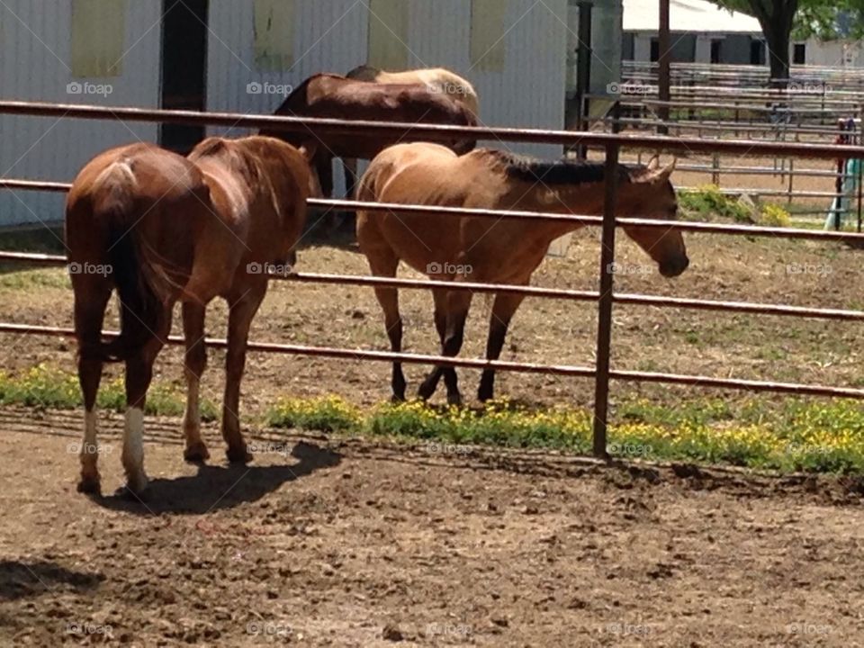 Group horses