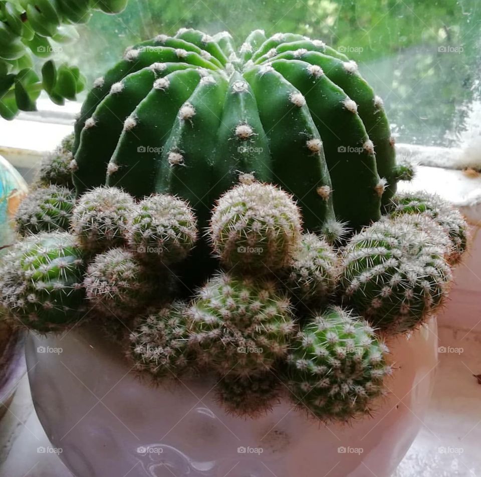 Cactus