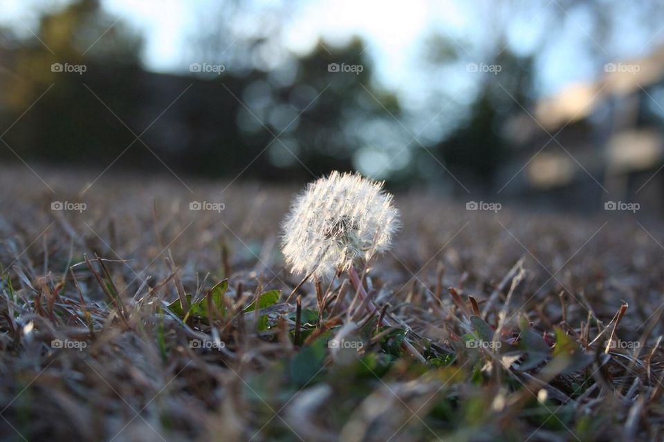 Dandelion