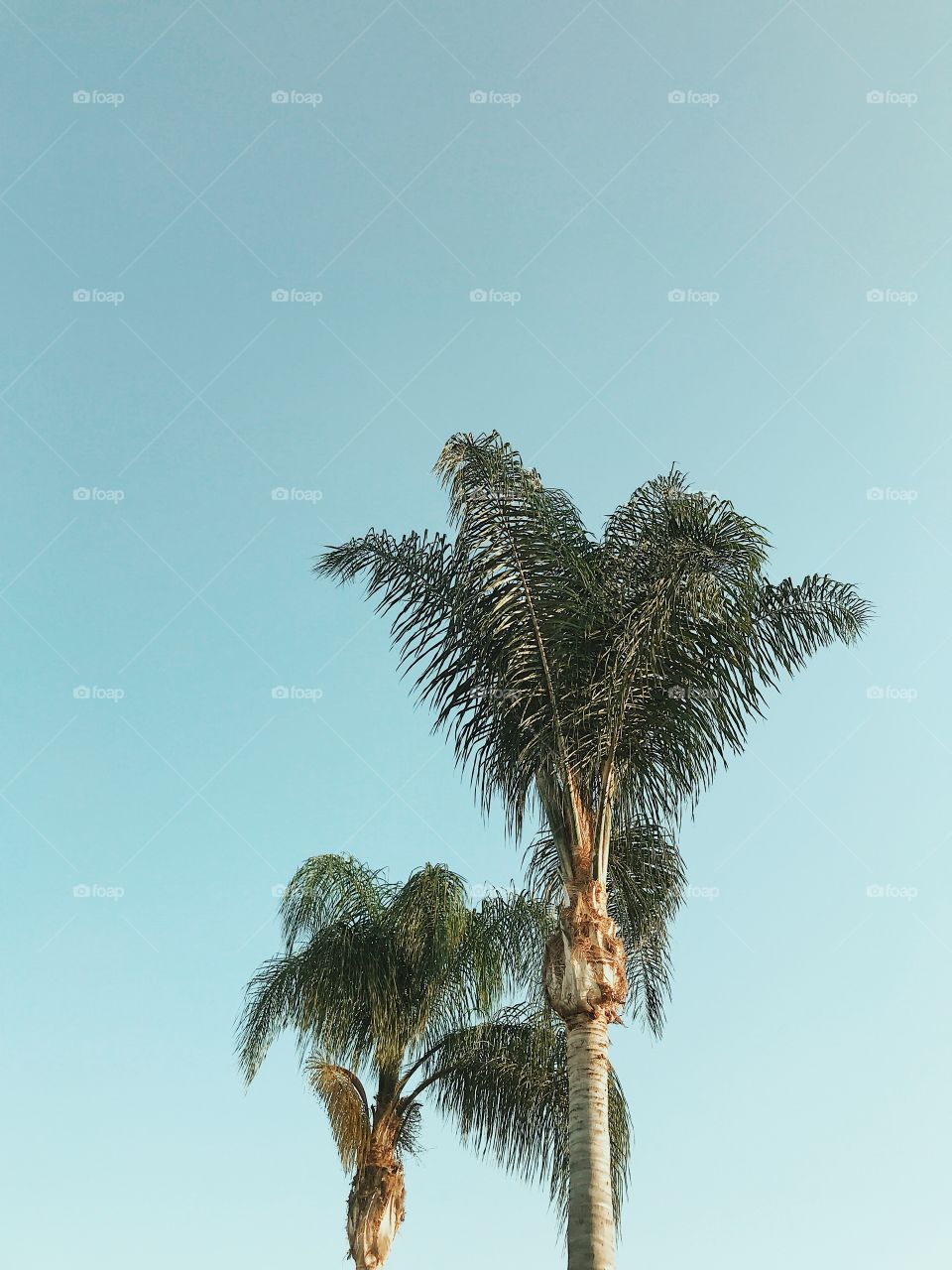 A few palm trees blowing in the wind on a clear summer day in Southern California. 