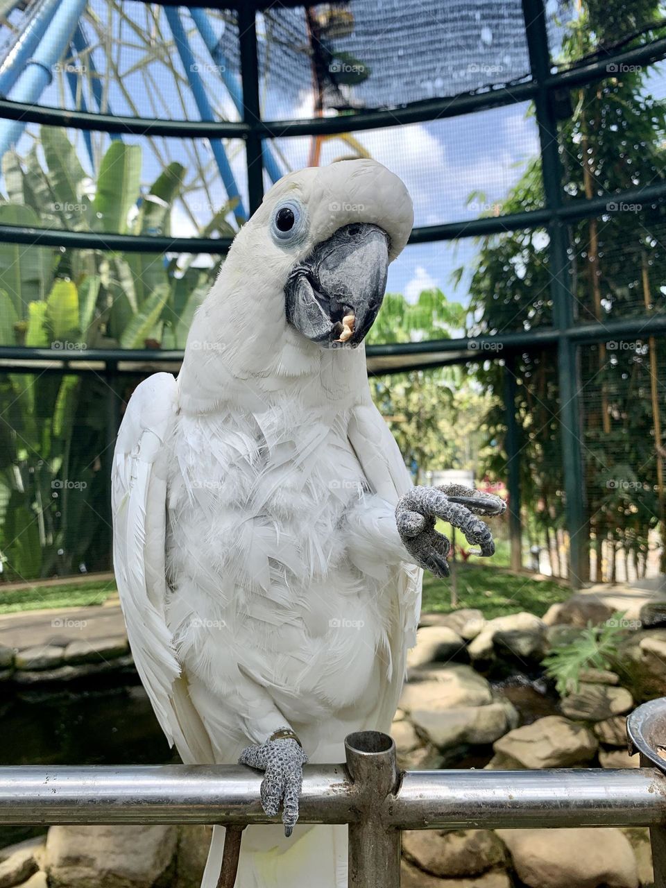 white parrot