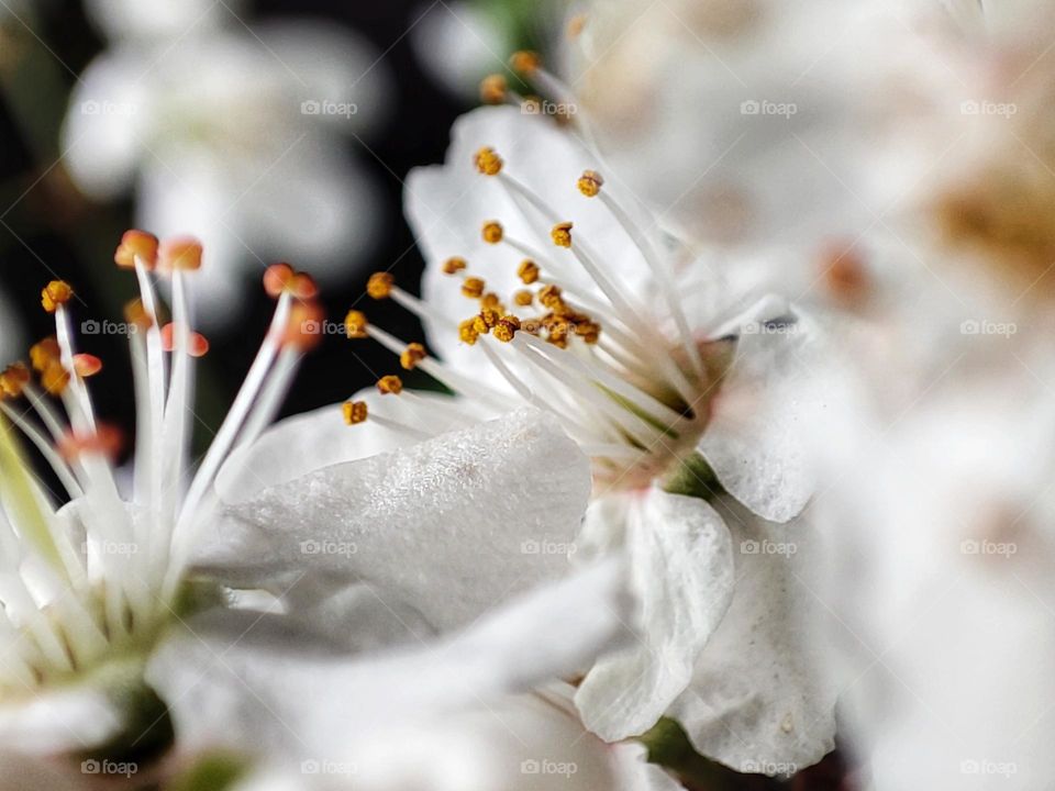 A beautiful macro photo of a spring tree flower with white petals and stunning tiny colourful stamens