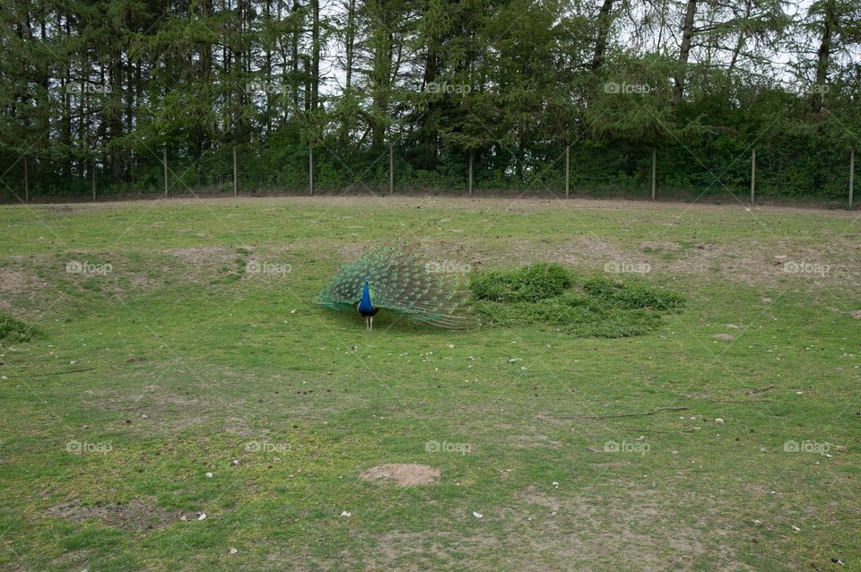 Peacock 