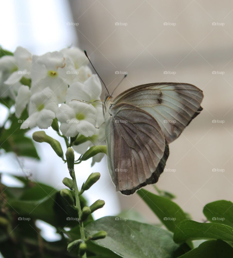 White butterfly 2