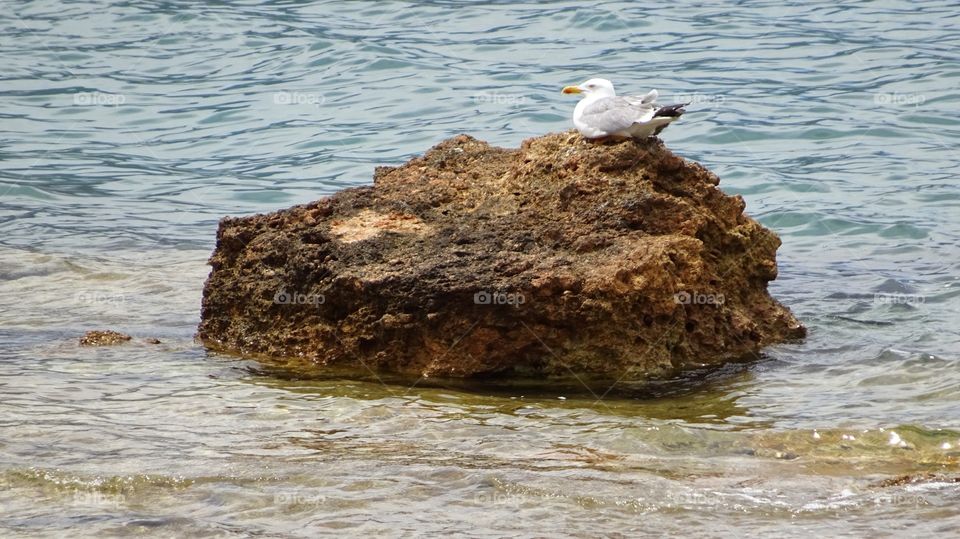 Gull on rock. Gull on rock