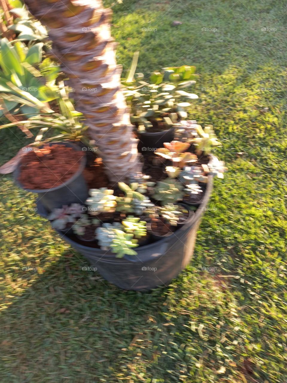 Vaso com várias mudas de plantas! Essas mudas estão  sendo cultivadas e tratadas, para serem transferidas para vasos individuais