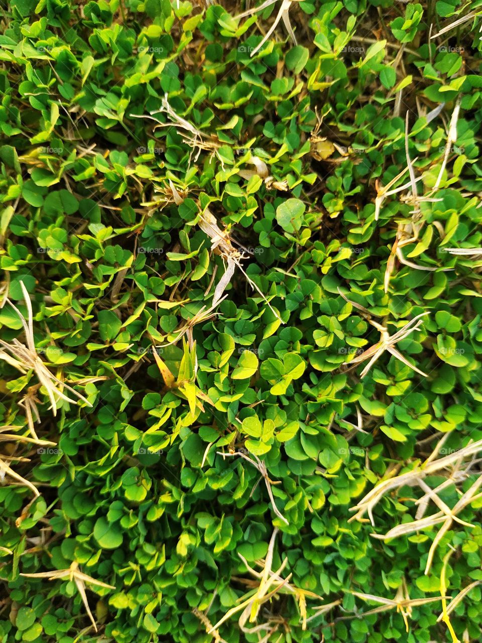 Green grass texture for background. Green lawn pattern and texture background. Close-up.