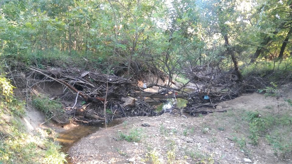 fallen tree over muddy stream