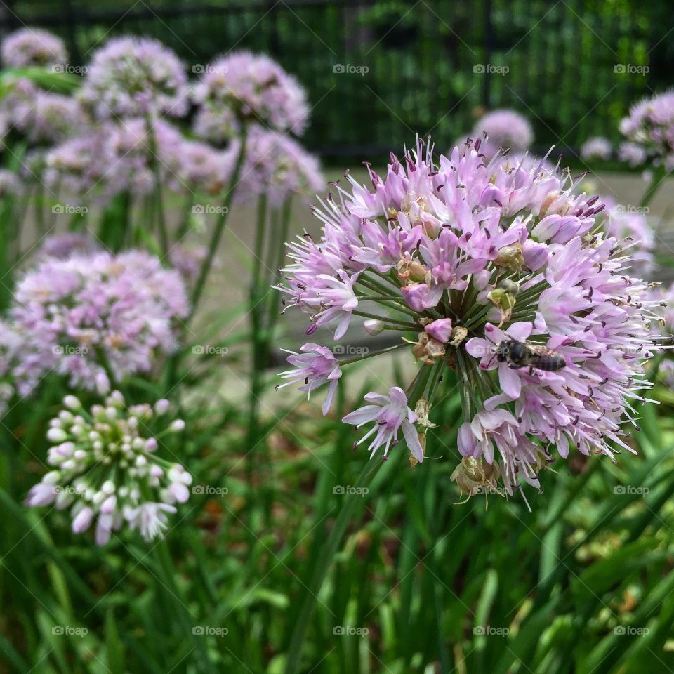 Flowers bees