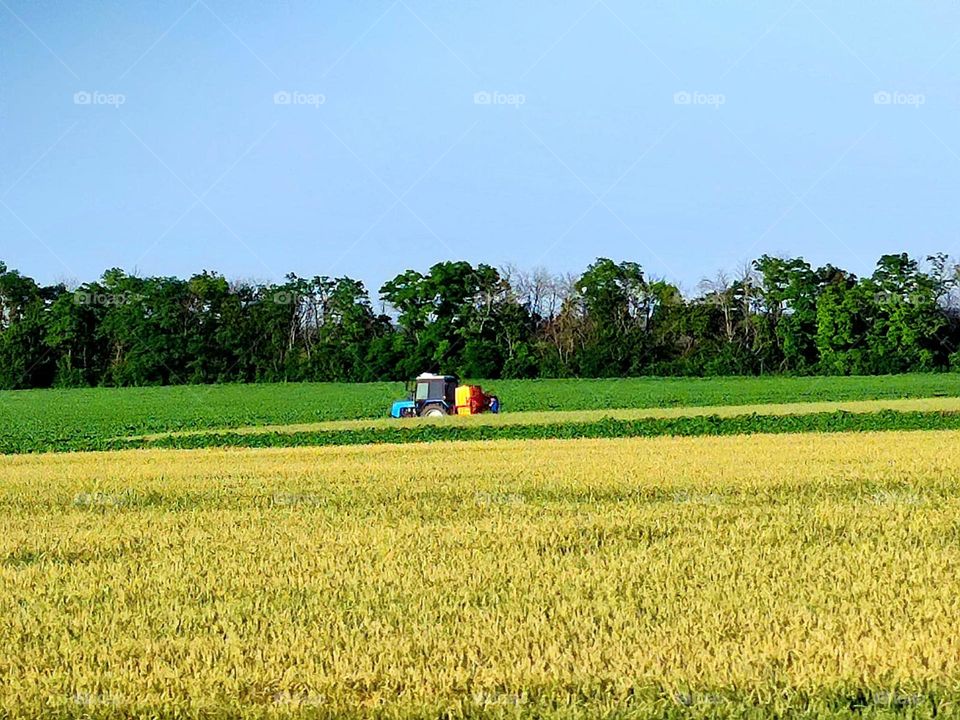Countryside in summer. Fields of yellow wheat and green corn. A tractor rides through a green field of corn. Green trees on the horizon. Blue sky