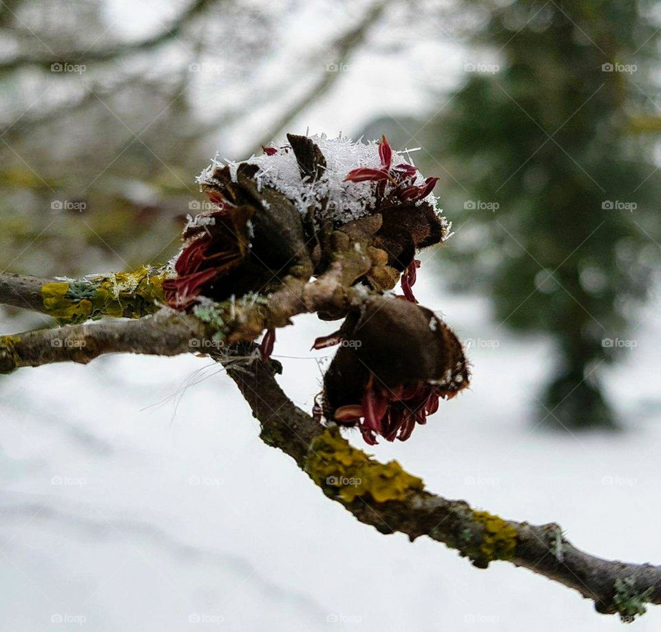 flowers in wintertime