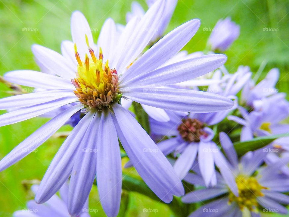 Closeup flower on a hike in Banff