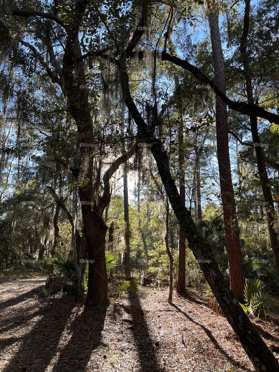 Sunshine through the trees 