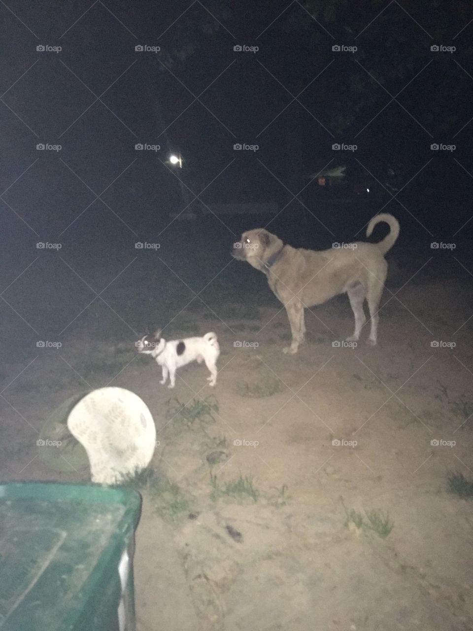 Bear and Gizmo checking out the back yard before bed. Looking for mischief or something.