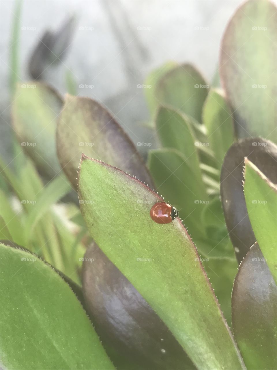 Ladybug on succulent leaf