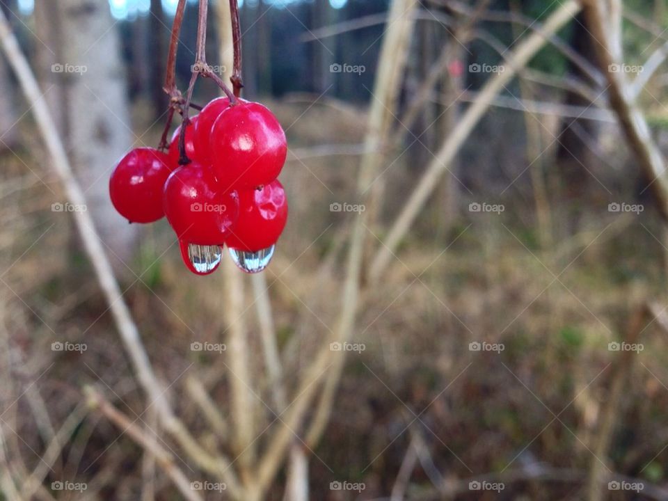 Wild berries