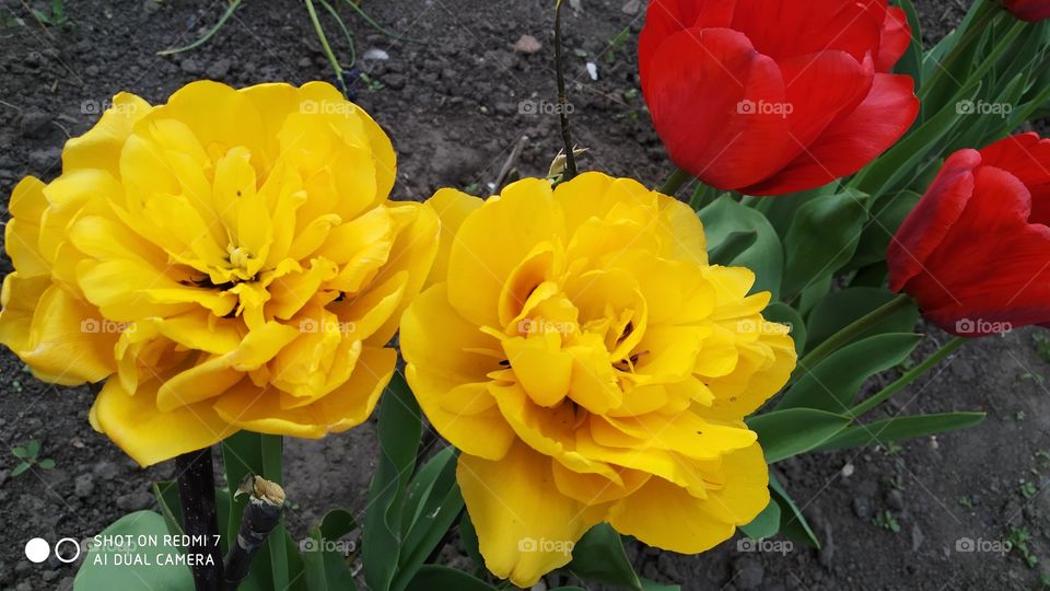 yellow tulips