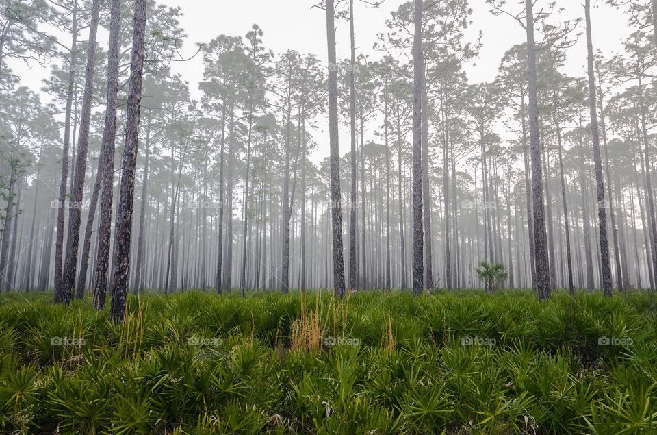 Palmettos and Pines