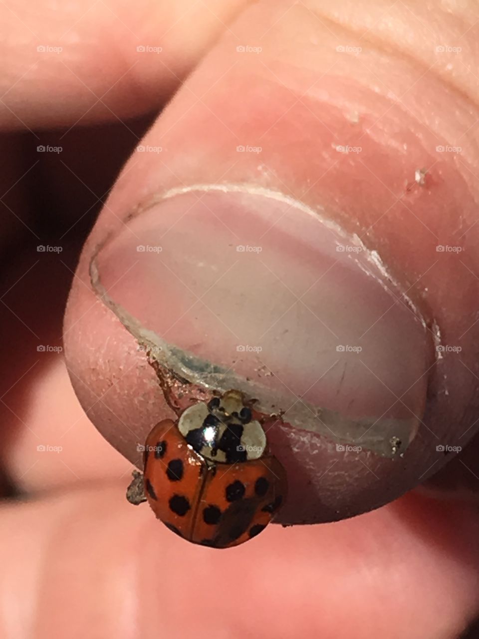 Lady bug on finger