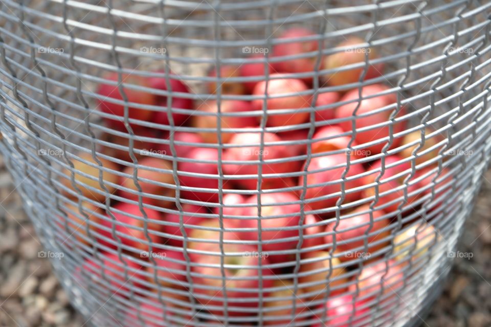 Fresh apple harvest